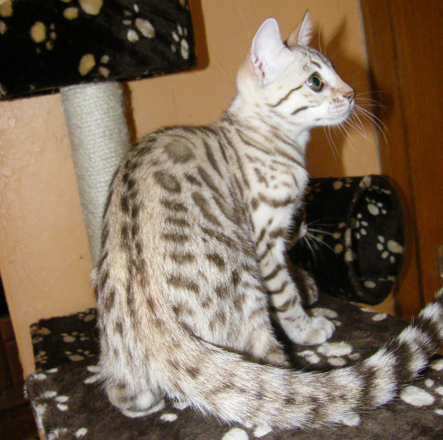 Dusty 30 Nov 09