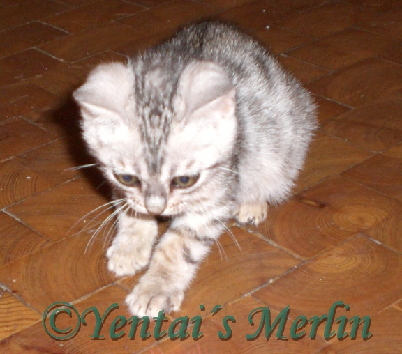 Merlin